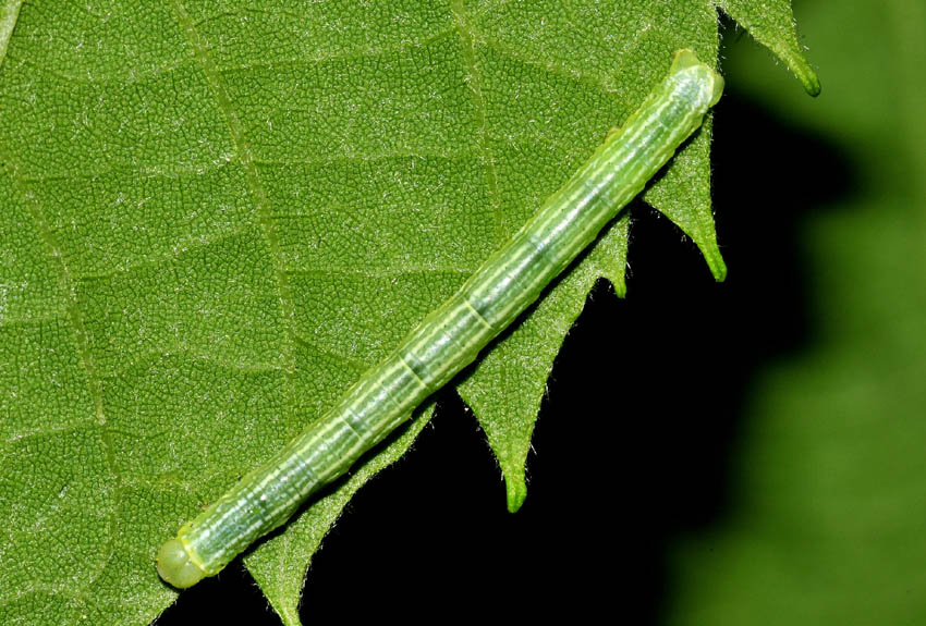 4 bruco di Geometridae da det.